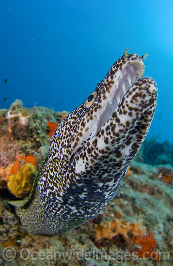 Spotted Moray Eel Gymnothorax moringa photo Spotted Moray Eel Gymnothorax moringa photo