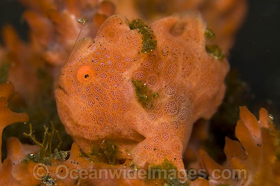 Painted Frogfish photo Painted Frogfish photo