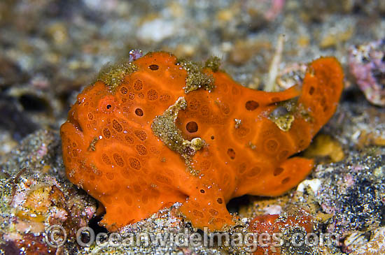 Painted Frogfish Antennarius pictus photo Painted Frogfish Antennarius pictus photo