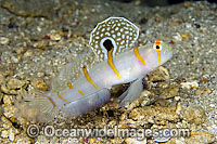Randall's Shrimp Goby Amblyeleotris randalli Photo - Michael Patrick O'Neill