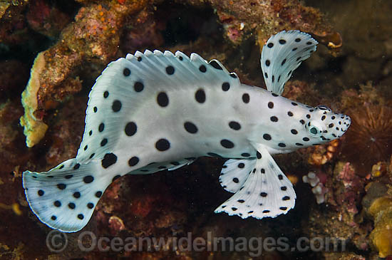 Juvenile Barramundi Cod photo
