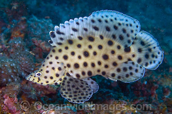 Juvenile Barramundi Cod Cromileptes altivelis photo