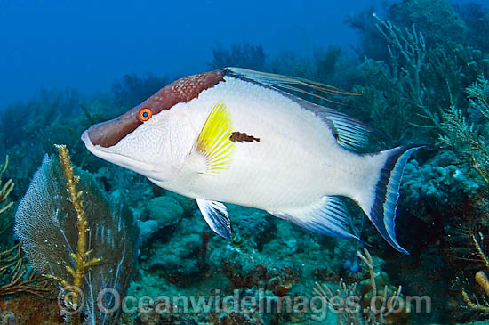 Hogfish Lachnolaimus maximus photo Hogfish Lachnolaimus maximus photo