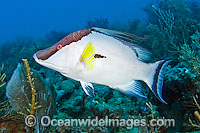 Hogfish Lachnolaimus maximus Photo - MIchael Patrick O'Neill