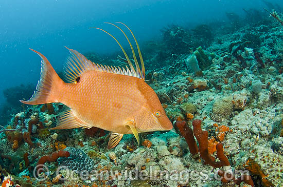 Hogfish photo Hogfish photo