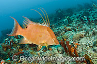 Hogfish Photo - MIchael Patrick O'Neill
