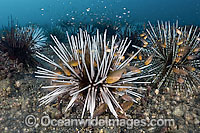 Flagfin cardinalfish sheltering in urchins Photo - MIchael Patrick O'Neill