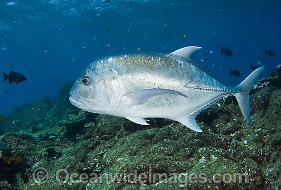 Giant Trevally Caranx ignobilis photo