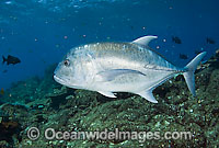 Giant Trevally Caranx ignobilis Photo - MIchael Patrick O'Neill