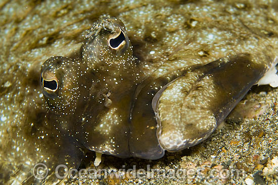 Left-eye Flounder photo Left-eye Flounder photo