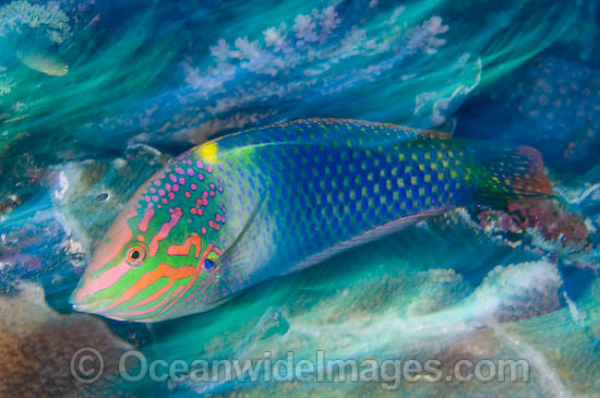 Checkerboard Wrasse Halichoeres hortulanus photo Checkerboard Wrasse Halichoeres hortulanus photo