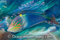 Checkerboard Wrasse Halichoeres hortulanus Photo - MIchael Patrick O'Neill