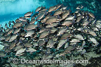 School of Mangrove Snapper Photo - Michael Patrick O'Neill