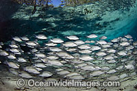 School of Mangrove Snapper Lutjanus griseus Photo - Michael Patrick O'Neill