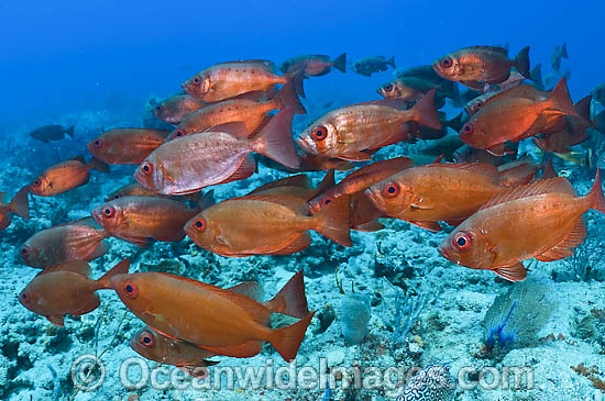 Glass-eye Snapper school photo Glass-eye Snapper school photo