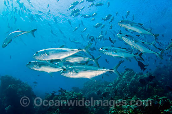Big-eye Trevally Caranx sexfasciatus photo Big-eye Trevally Caranx sexfasciatus photo