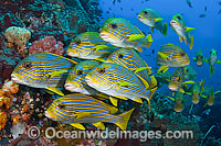 School of Ribbon Sweetlips Photo - Michael Patrick O'Neill