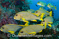 School of Ribbon Sweetlips Photo - Michael Patrick O'Neill