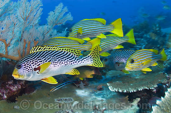 Diagonal-banded Sweetlips Plectorhinchus lineatus photo