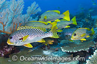 Diagonal-banded Sweetlips Plectorhinchus lineatus Photo - Michael Patrick O'Neill