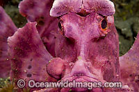 Paddle-flap Scorpionfish Photo - Michael Patrick O'Neill