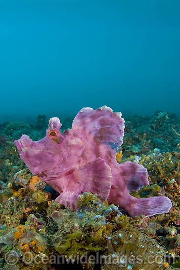 Paddle-flap Scorpionfish Rhinopias eschmeyeri photo