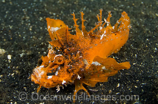 Spiny Devilfish Inimicus didactylus photo