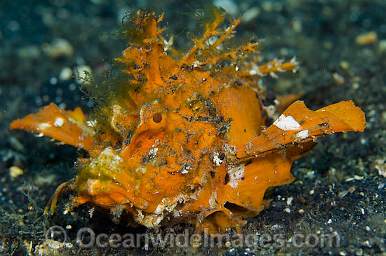 Spiny Devilfish Inimicus didactylus photo