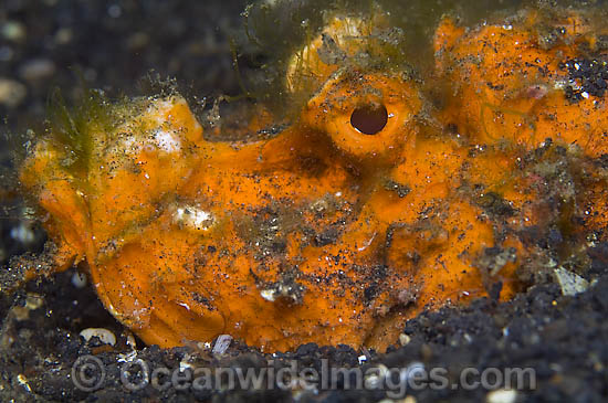 Spiny Devilfish photo