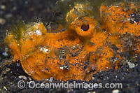 Spiny Devilfish Photo - Michael Patrick O'Neill