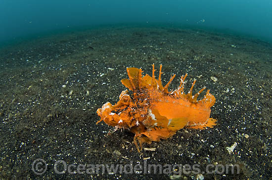 Spiny Devilfish Inimicus didactylus photo