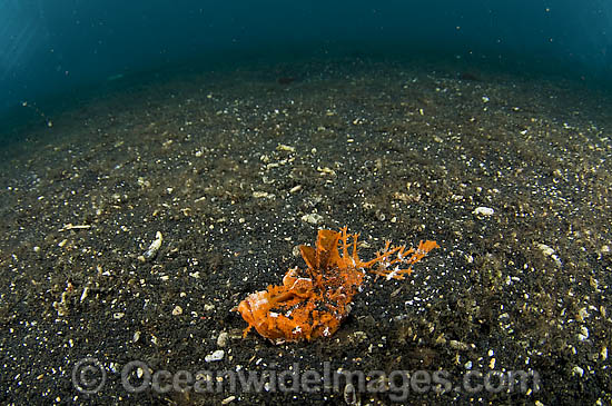 Spiny Devilfish Inimicus didactylus photo