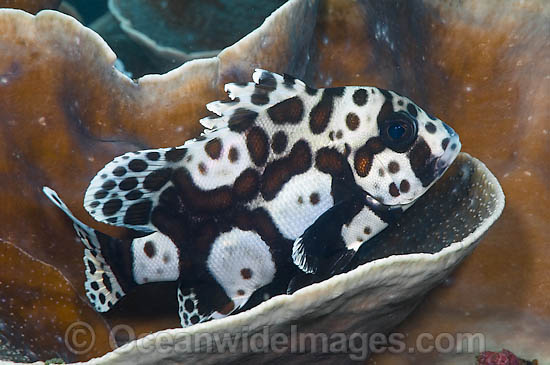 Many-spotted Sweetlips photo Many-spotted Sweetlips photo
