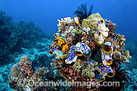 Reef scene of Ascidians and Tunicates Photo - Michael Patrick O'Neill