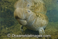 Captive Florida Manatee Photo - Michael Patrick O'Neill