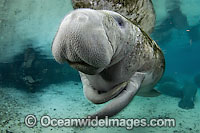 Florida Manatee in Three Sisters Spring Photo - Michael Patrick O'Neill
