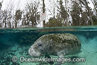 Florida Manatee in Three Sisters Spring Photo - Michael Patrick O'Neill