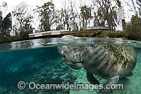 Florida Manatee in Three Sisters Spring Photo - Michael Patrick O'Neill