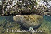 Captive Florida Manatee in Homosassa Springs Photo - Michael Patrick O'Neill