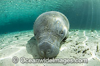 Florida Manatee in Three Sisters Spring Photo - Michael Patrick O'Neill