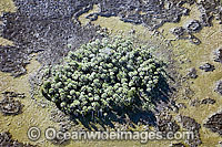 Aerial of Crystal River Photo - Michael Patrick O'Neill