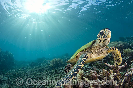 Hawksbill Sea Turtle Eretmochelys imbricata photo Hawksbill Sea Turtle Eretmochelys imbricata photo