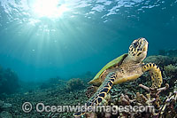Hawksbill Sea Turtle Eretmochelys imbricata Photo - Michael Patrick O'Neill
