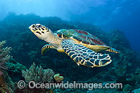 Hawksbill Sea Turtle Photo - Michael Patrick O'Neill