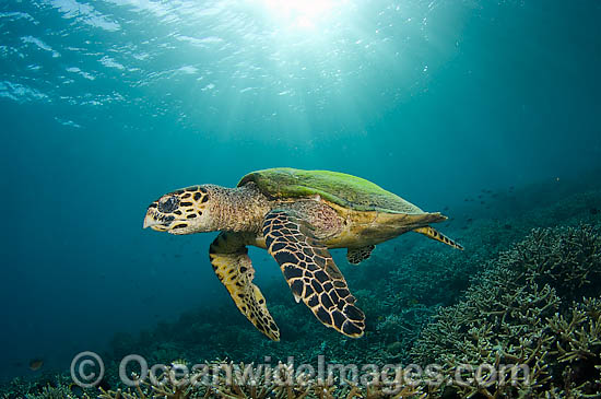 Hawksbill Sea Turtle Eretmochelys imbricata photo Hawksbill Sea Turtle Eretmochelys imbricata photo