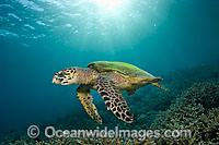 Hawksbill Sea Turtle Eretmochelys imbricata Photo - Michael Patrick O'Neill