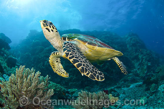Hawksbill Sea Turtle Eretmochelys imbricata photo Hawksbill Sea Turtle Eretmochelys imbricata photo