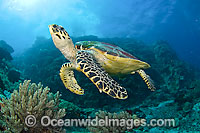 Hawksbill Sea Turtle Eretmochelys imbricata Photo - Michael Patrick O'Neill