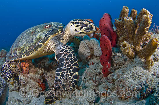 Hawksbill Sea Turtle in Florida photo Hawksbill Sea Turtle in Florida photo