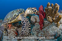 Hawksbill Sea Turtle in Florida Photo - Michael Patrick O'Neill